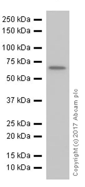 Western blot - Anti-GAD67/GAD1 antibody [EPR20578] (AB213508)