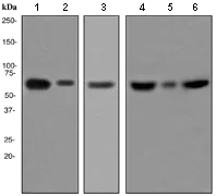 Western blot - Anti-GAD67/GAD1 antibody [EPR2550] - BSA and Azide free (AB247706)