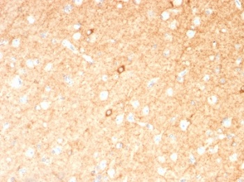 Immunohistochemistry (Formalin/PFA-fixed paraffin-embedded sections) - Anti-GAD67/GAD1 antibody [GAD1/2391] (AB237998)
