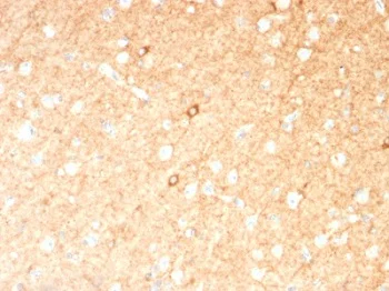 Immunohistochemistry (Formalin/PFA-fixed paraffin-embedded sections) - Anti-GAD67/GAD1 antibody [GAD1/2391] (AB237998)