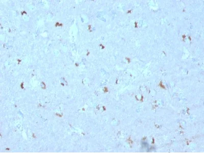 Immunohistochemistry (Formalin/PFA-fixed paraffin-embedded sections) - Anti-GAD67/GAD1 antibody [GAD1/2563] (AB237999)