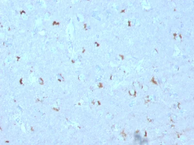 Immunohistochemistry (Formalin/PFA-fixed paraffin-embedded sections) - Anti-GAD67/GAD1 antibody [GAD1/2563] - BSA and Azide free (AB237842)