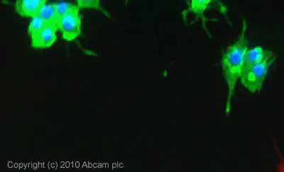 Immunocytochemistry/ Immunofluorescence - Anti-GAD67/GAD1 antibody [K-87] (AB26116)