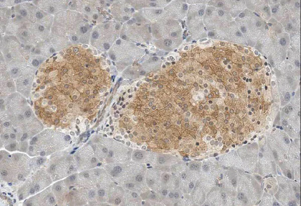 Immunohistochemistry (Formalin/PFA-fixed paraffin-embedded sections) - Anti-GAD67/GAD1 antibody [K-87] (AB26116)