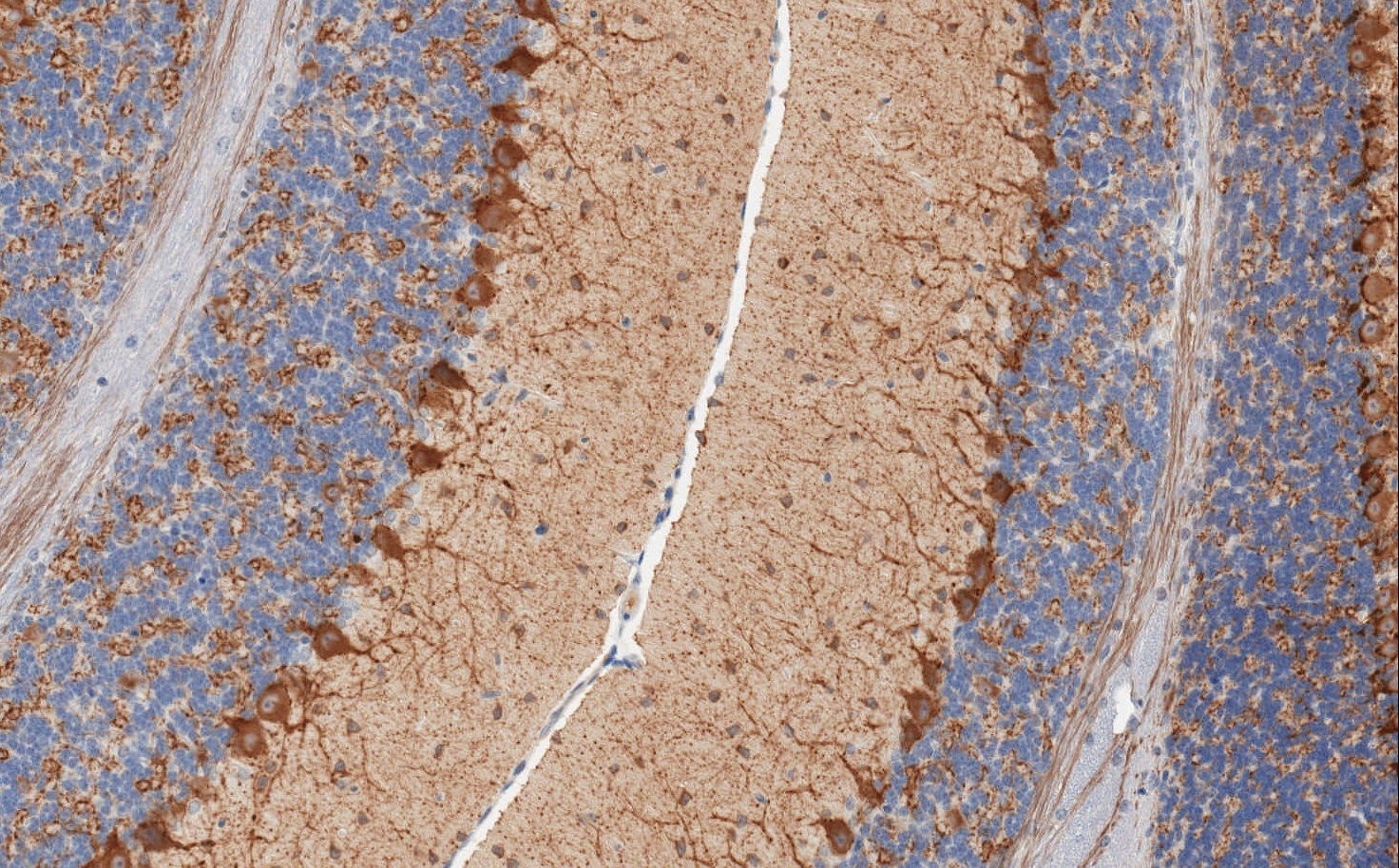 Immunohistochemistry (Formalin/PFA-fixed paraffin-embedded sections) - Anti-GAD67/GAD1 antibody [K-87] (AB26116), expandable thumbnail