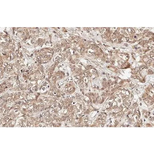Immunohistochemistry (Formalin/PFA-fixed paraffin-embedded sections) - Anti-GADD153 antibody [HL2262] (AB317182)