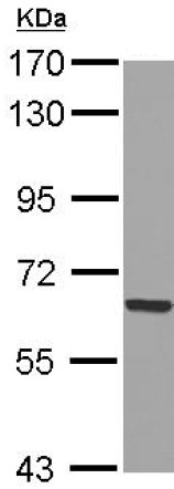 Western blot - Anti-GADD34 antibody (AB126075)
