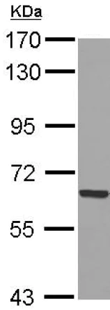 Western blot - Anti-GADD34 antibody (AB126075)