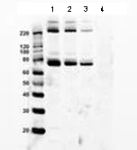 Western blot - Anti-GADD34 antibody (AB175355)