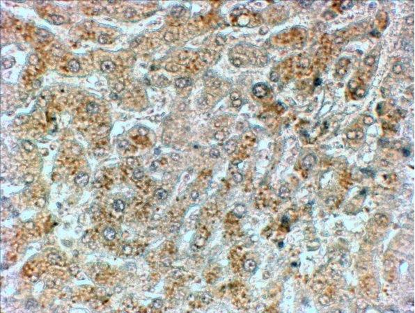 Immunohistochemistry (Formalin/PFA-fixed paraffin-embedded sections) - Anti-GADD34 antibody (AB9869)