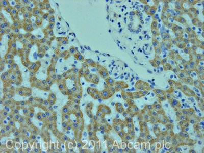 Immunohistochemistry (Formalin/PFA-fixed paraffin-embedded sections) - Anti-GADD34 antibody (AB9869)