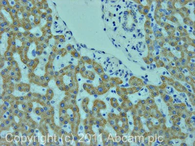 Immunohistochemistry (Formalin/PFA-fixed paraffin-embedded sections) - Anti-GADD34 antibody (AB9869)
