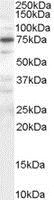 Western blot - Anti-GADD34 antibody (AB9869)