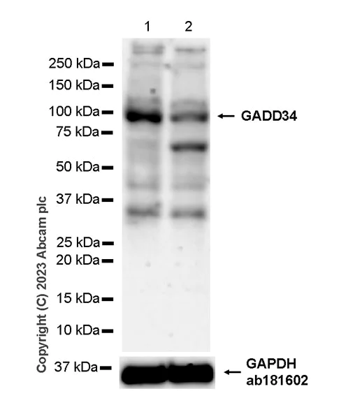 Western blot - Anti-GADD34 antibody [EPR26071-37] (AB309523)