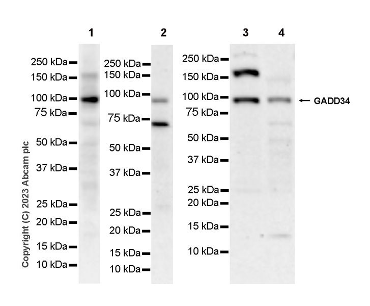 Western blot - Anti-GADD34 antibody [EPR26071-37] (AB309523)