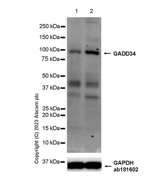 Western blot - Anti-GADD34 antibody [EPR26071-37] - BSA and Azide free (AB309524)