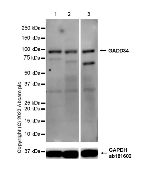 Western blot - Anti-GADD34 antibody [EPR26071-37] - BSA and Azide free (AB309524)