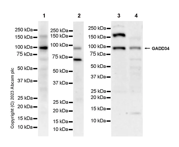 Western blot - Anti-GADD34 antibody [EPR26071-37] - BSA and Azide free (AB309524)