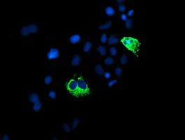 Immunocytochemistry/ Immunofluorescence - Anti-GADD34 antibody [OTI2B11] (AB236516)