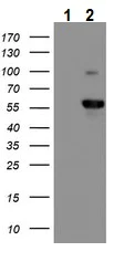 Western blot - Anti-GADD34 antibody [OTI2B11] (AB236516)