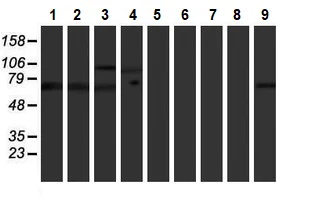Western blot - Anti-GADD34 antibody [OTI2B11] (AB236516)