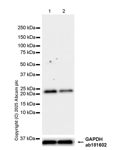 Western blot - Anti-GADD45A antibody [EPR29021-87] (AB323808)