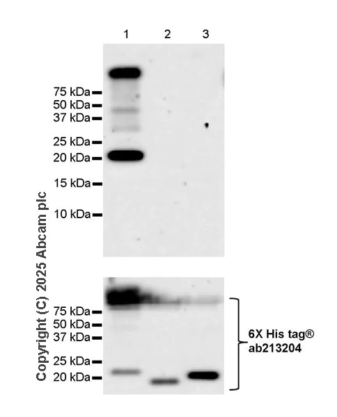 Western blot - Anti-GADD45A antibody [EPR29021-87] (AB323808)