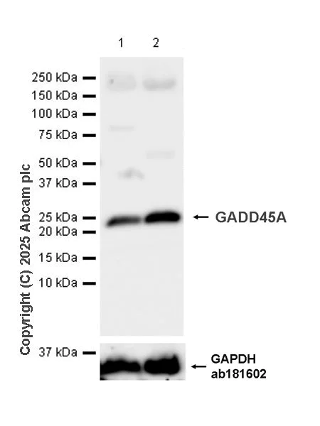 Western blot - Anti-GADD45A antibody [EPR29021-87] (AB323808)