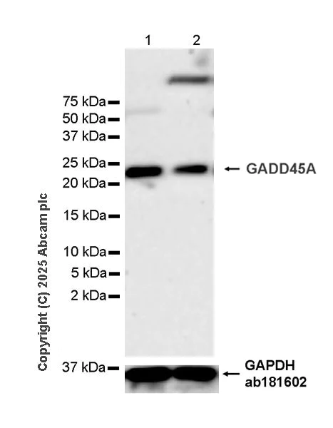 Western blot - Anti-GADD45A antibody [EPR29021-87] (AB323808)