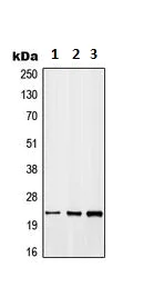 Western blot - Anti-GADD45B antibody - C-terminal (AB230646)