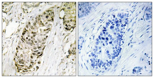 Immunohistochemistry (Formalin/PFA-fixed paraffin-embedded sections) - Anti-GADD45G/CR6 antibody (AB196774)