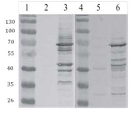 Western blot - Anti-GAG antibody (AB100970)