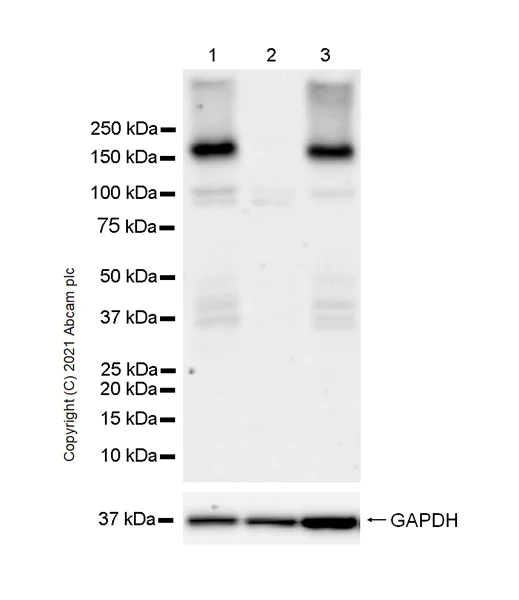 Western blot - Anti-GAK antibody [EPR25327-102] (AB288566)