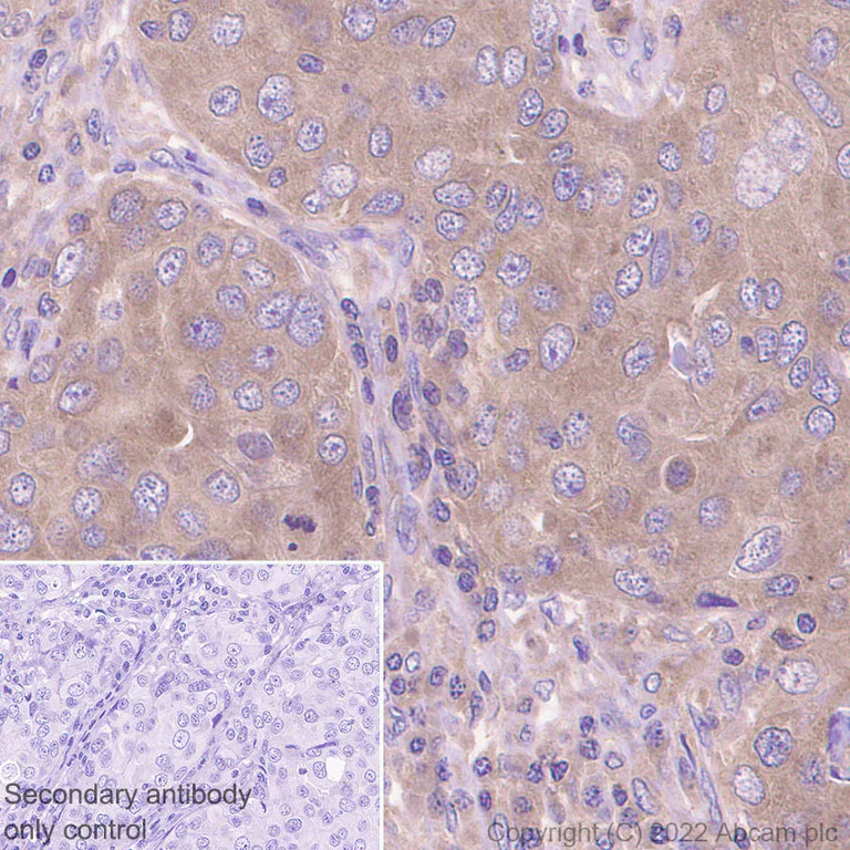 Immunohistochemistry (Formalin/PFA-fixed paraffin-embedded sections) - Anti-GAK antibody [EPR25327-39] - BSA and Azide free (AB305070)