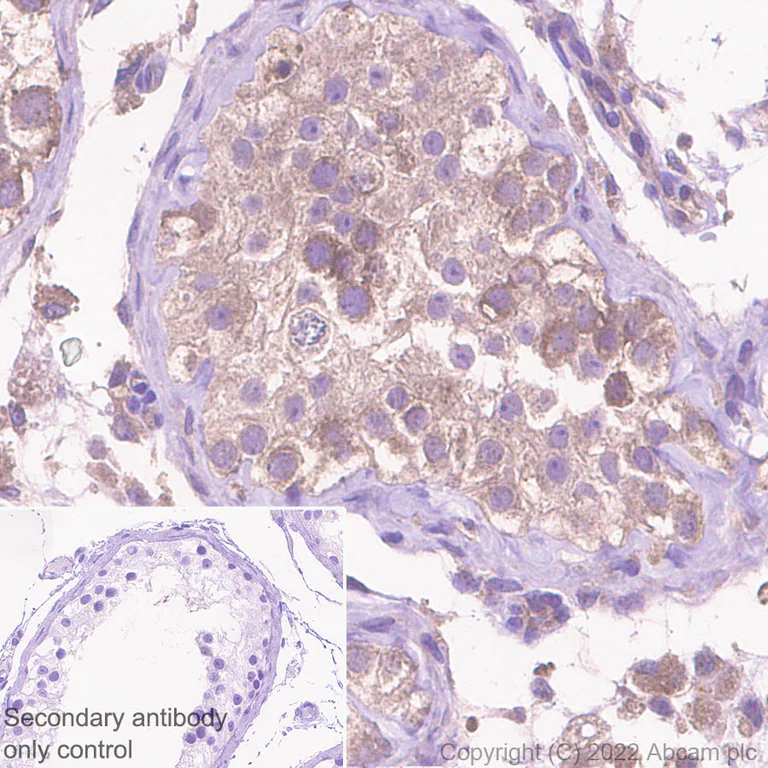 Immunohistochemistry (Formalin/PFA-fixed paraffin-embedded sections) - Anti-GAK antibody [EPR25327-39] - BSA and Azide free (AB305070)
