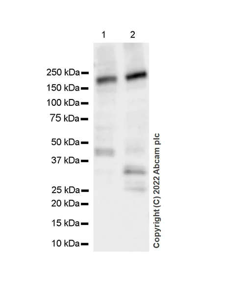 Western blot - Anti-GAK antibody [EPR25327-39] - BSA and Azide free (AB305070)