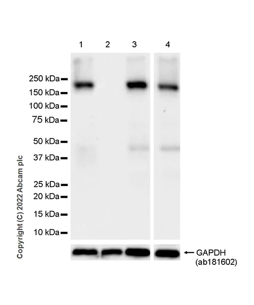 Western blot - Anti-GAK antibody [EPR25327-39] - BSA and Azide free (AB305070)