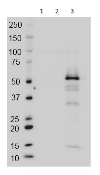 Western blot - Anti-GAL4 antibody [14-7E10G10] (AB135398)