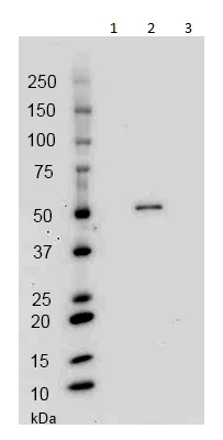 Western blot - Anti-GAL4 antibody [15-6E10A7] (AB135397)