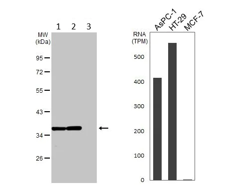 Western blot - Anti-GAL4 antibody (AB154309)