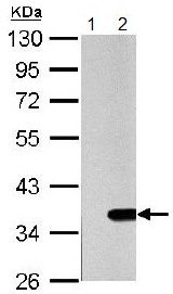 Western blot - Anti-GAL4 antibody (AB154309), expandable thumbnail