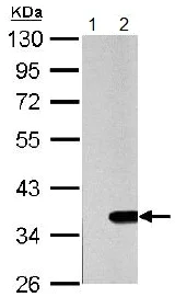 Western blot - Anti-GAL4 antibody (AB154309)