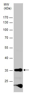 Western blot - Anti-GAL4 antibody (AB229347)