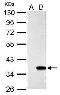 Western blot - Anti-GAL4 antibody (AB229347)
