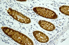 Immunohistochemistry (Formalin/PFA-fixed paraffin-embedded sections) - Anti-GAL4 antibody [EPR12710(B)] (AB175185), expandable thumbnail