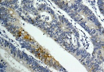 Immunohistochemistry (Formalin/PFA-fixed paraffin-embedded sections) - Anti-GAL4 antibody [EPR12710(B)] (AB175185), expandable thumbnail