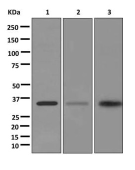 Western blot - Anti-GAL4 antibody [EPR12710(B)] (AB175185), expandable thumbnail