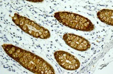 Immunohistochemistry (Formalin/PFA-fixed paraffin-embedded sections) - Anti-GAL4 antibody [EPR12710(B)] - BSA and Azide free (AB241394)