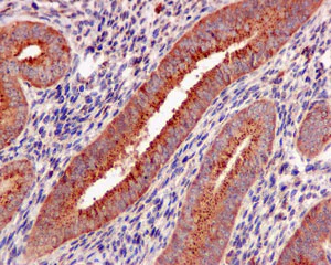 Immunohistochemistry (Formalin/PFA-fixed paraffin-embedded sections) - Anti-Galactosidase alpha antibody [EP5828(2)] - BSA and Azide free (AB215258)