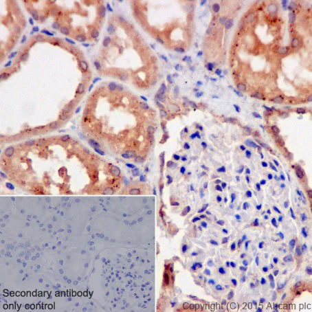 Immunohistochemistry (Formalin/PFA-fixed paraffin-embedded sections) - Anti-Galactosidase alpha antibody [EP5828(2)] - BSA and Azide free (AB215258)